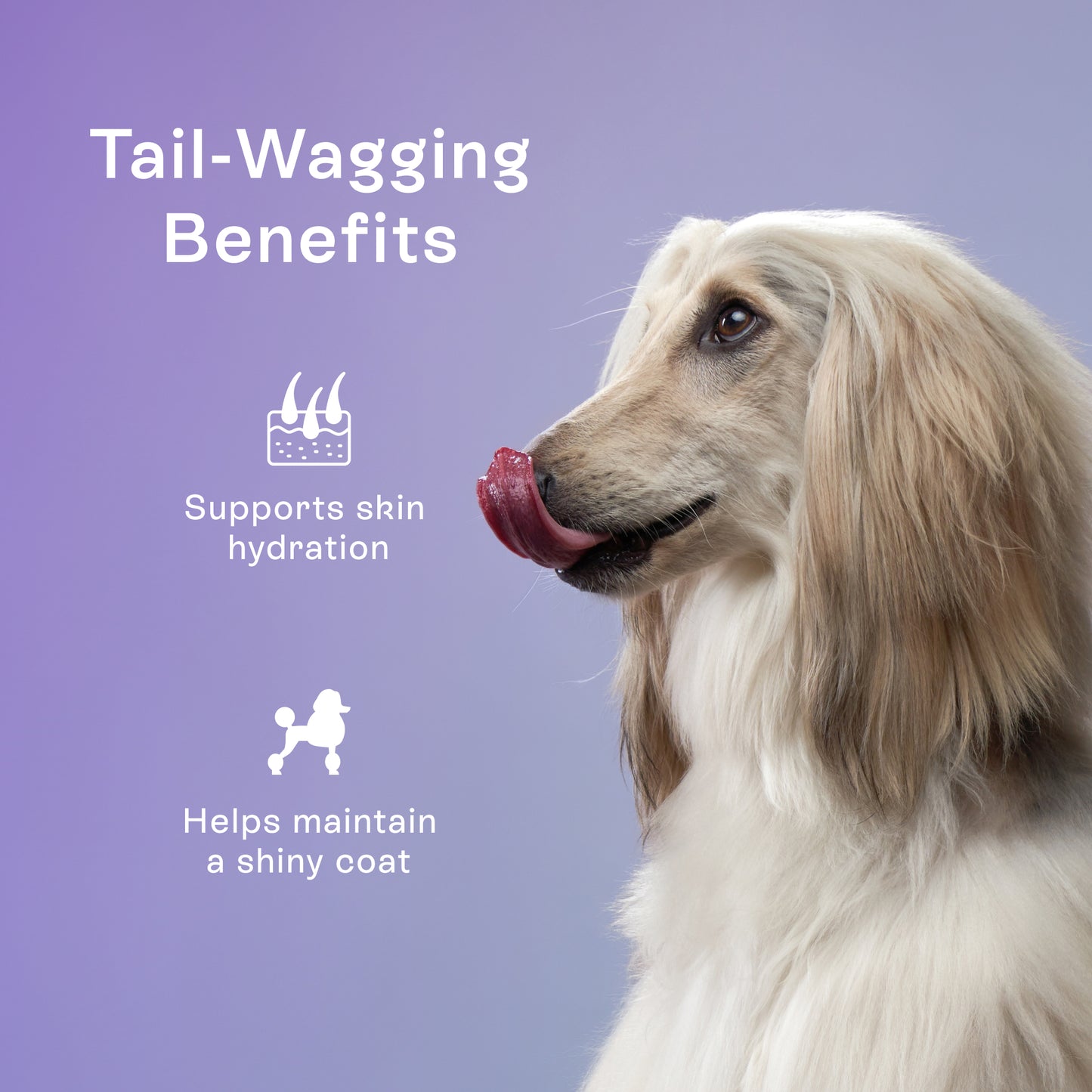 Magic Cookie – Skin & Coat