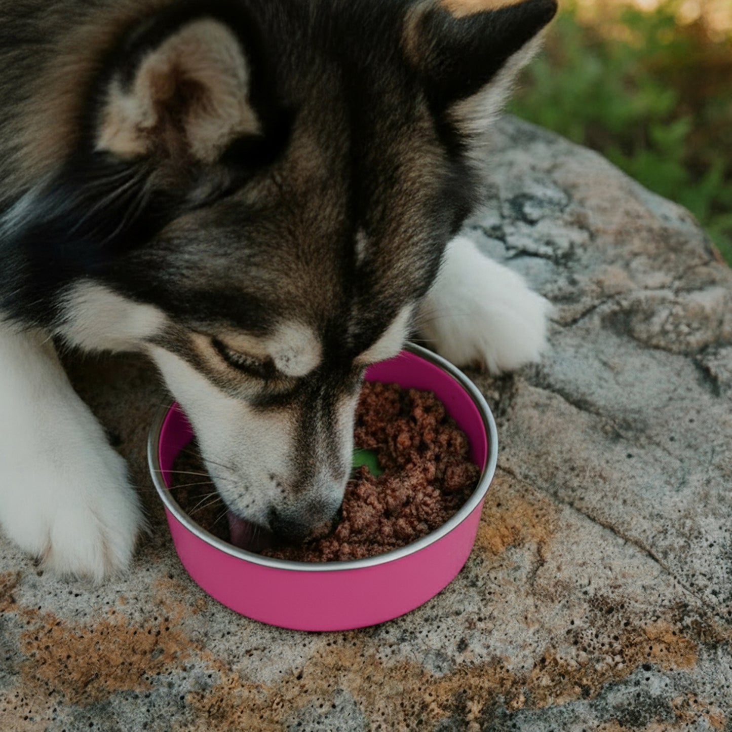PawCo GreenBites Pumpkin & Cranberries healthy, high quality fresh dog food - Husky eating from pink bowl – PawCo Foods