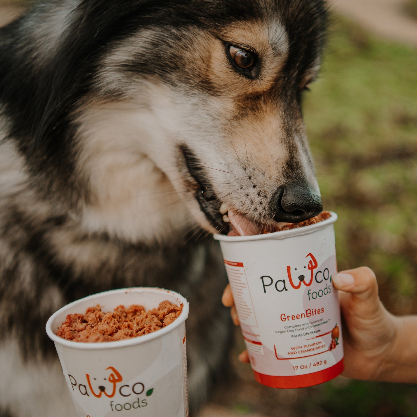 PawCo GreenBites Pumpkin & Cranberries healthy, high quality fresh dog food - Husky eating from pouch held by hand – two packs visible – PawCo Foods