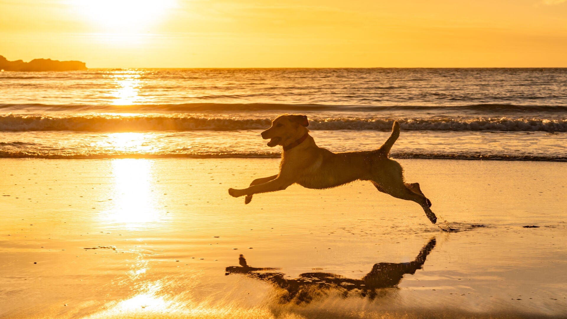 Why Your Dog’s Food Should Change With the Seasons