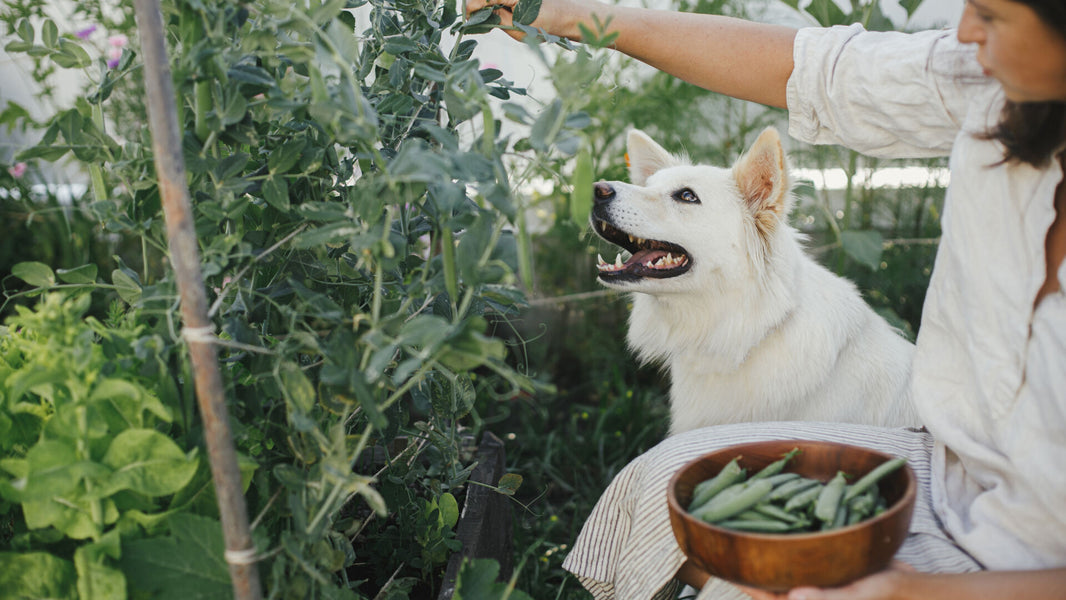 Gut Health and the Canine Microbiome: Why Fiber & Postbiotics Matter