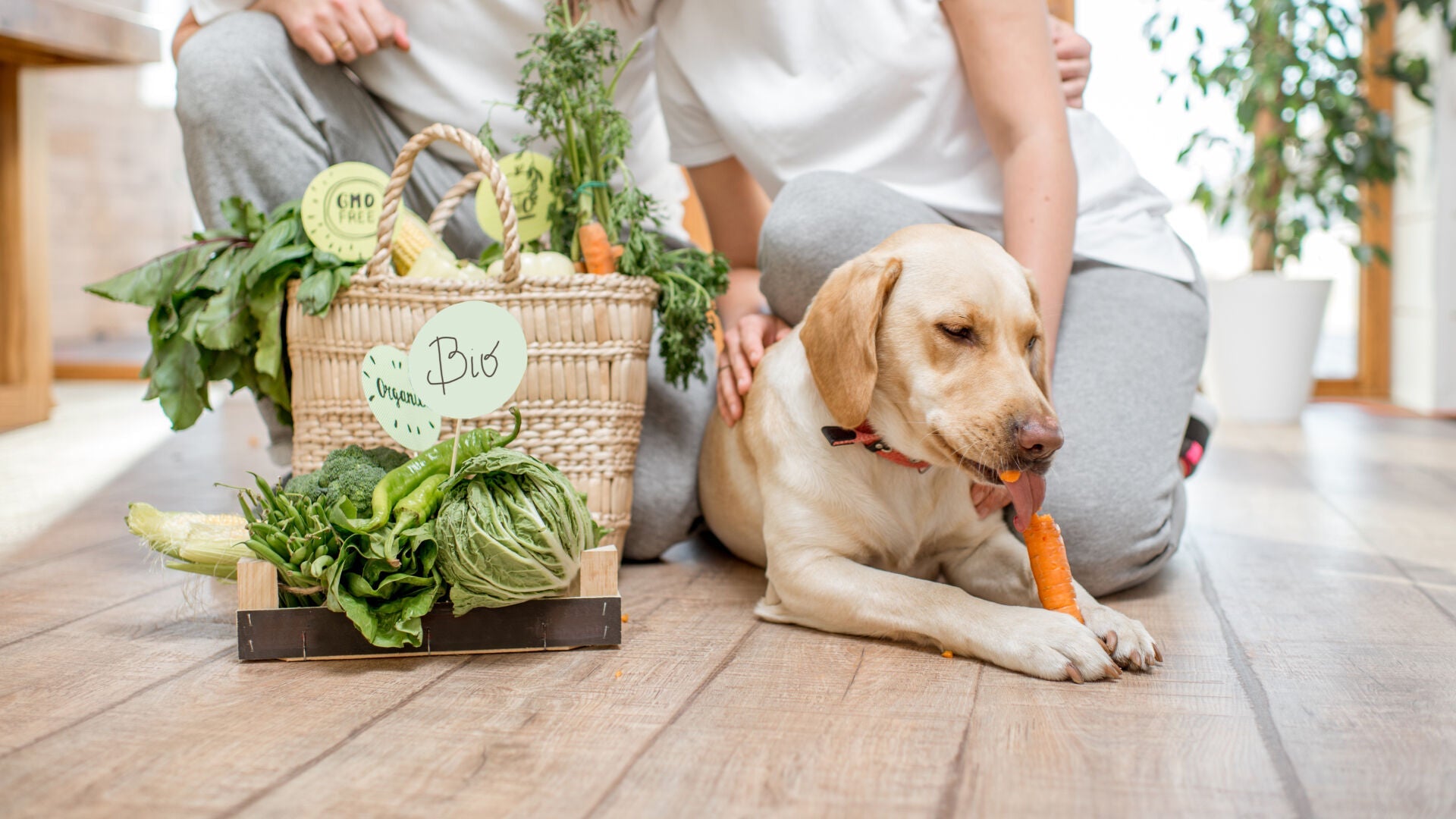 Why Fresh Food Smells (and Feels) Better to Dogs