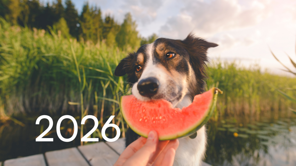 Top 10 Nutrition Trends Shaping Dog Food in 2026