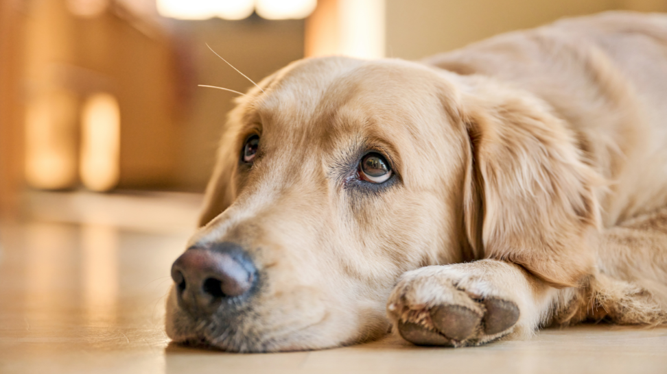 3 Signs Your Dog Might Have a Sensitive Stomach