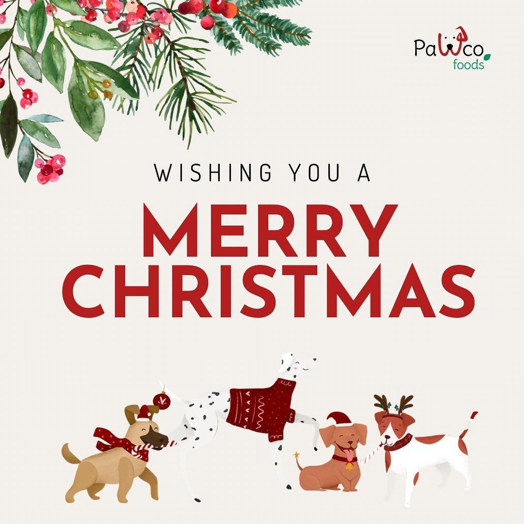 How To Help Your Dog Enjoy the Holidays