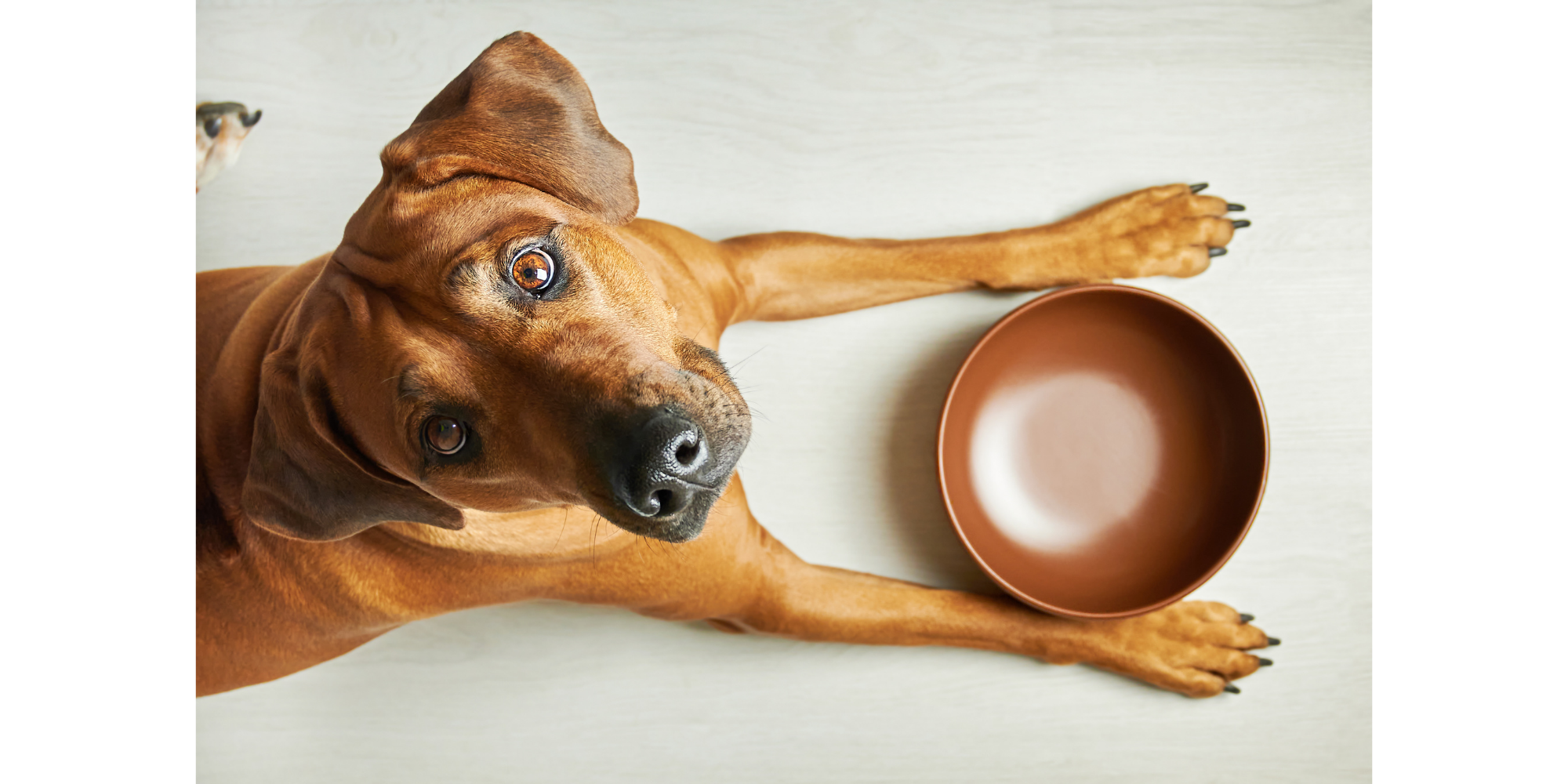 Is Plant-Based Meat Good for Dogs?