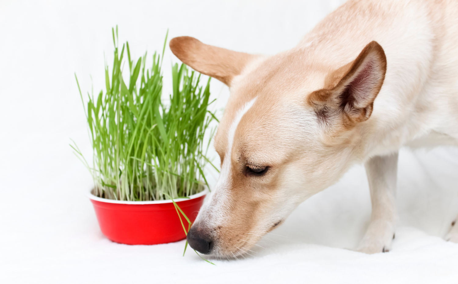Can Dogs be Healthy on a Vegan Diet?