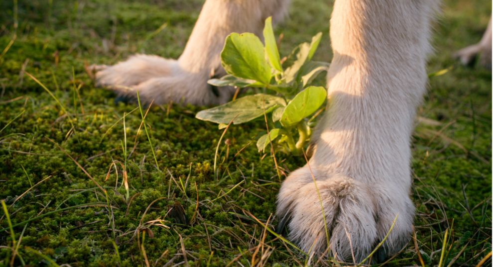 The Effects of the Pet Food Industry on the Environment