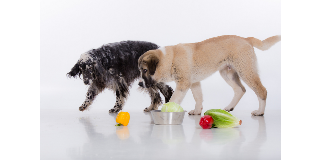 The Truth about a Vegan Diet for Dogs