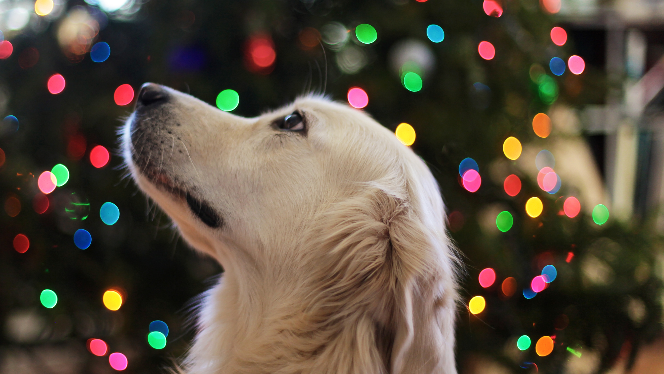3 Ways to Reset Your Dog’s Diet After Holiday Indulgence