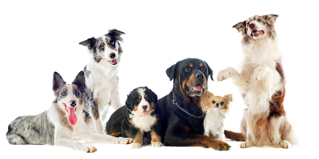 The New Generation of Dog Food: Fresh Vegan Meals