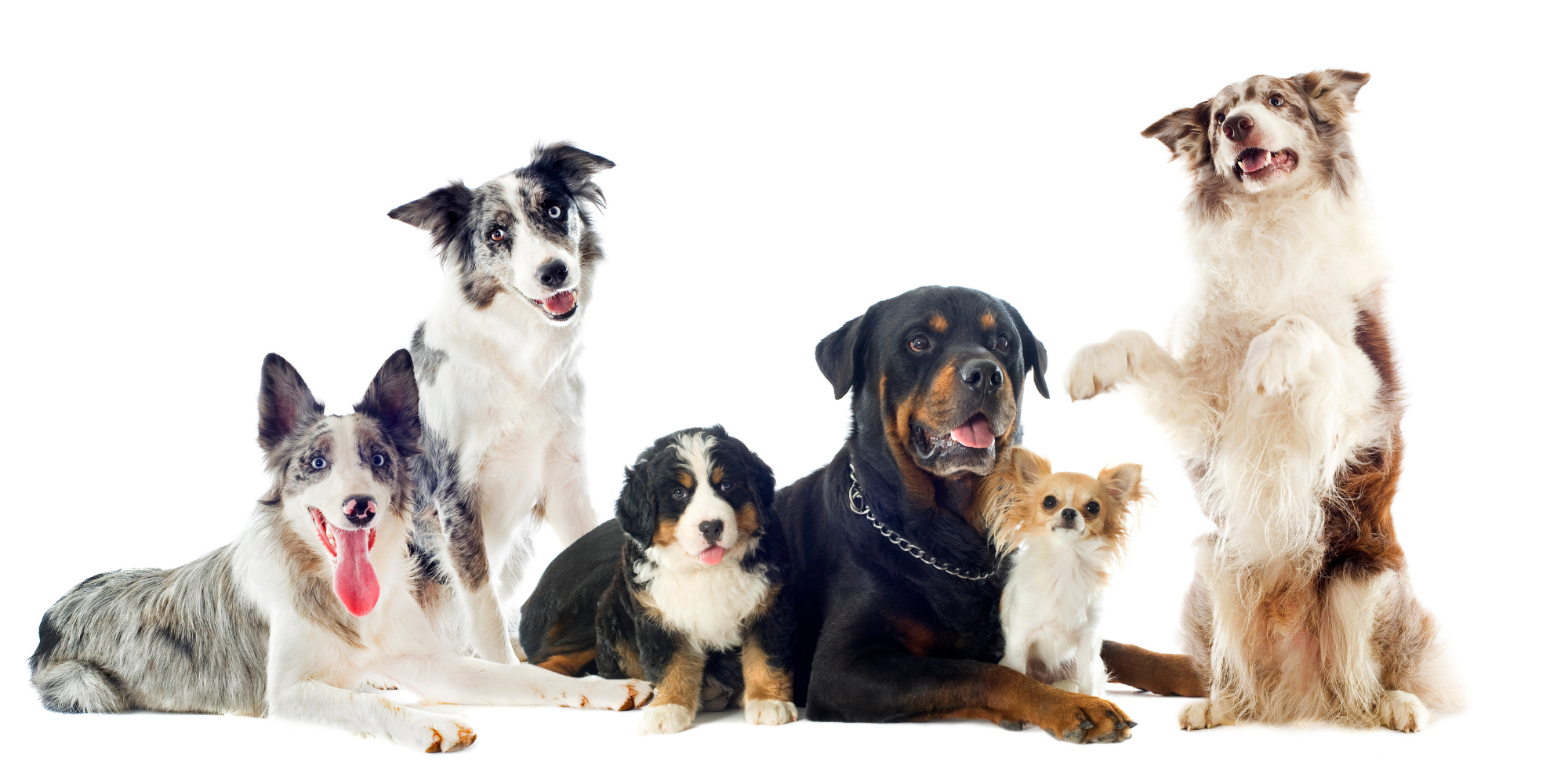 The New Generation of Dog Food: Fresh Vegan Meals