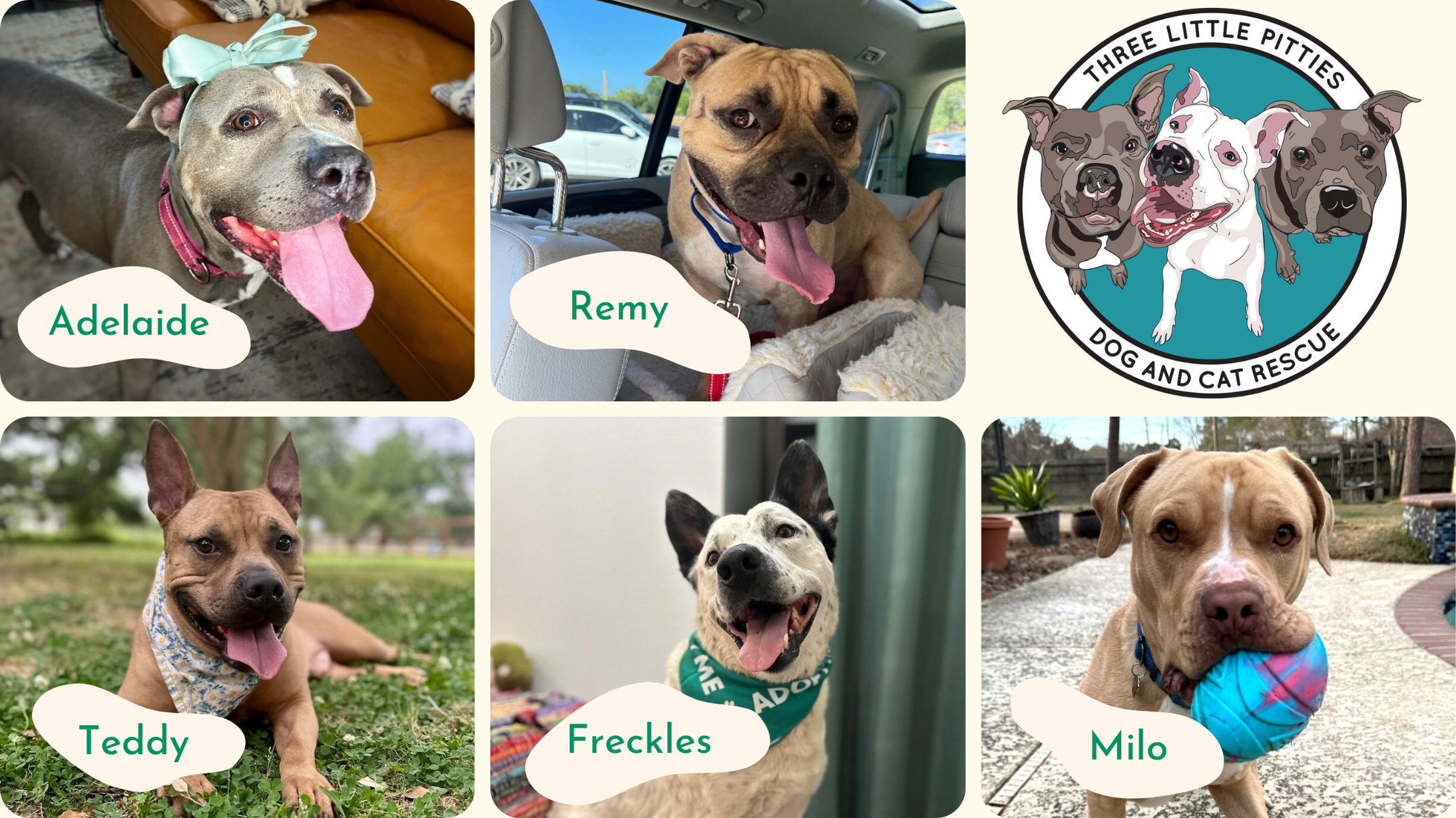 Adopt A Shelter Dog Month: PawCo x Three Little Pitties Rescue