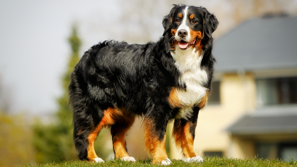 Stomach Issues in Bernese Mountain Dogs: PawCo's Solution