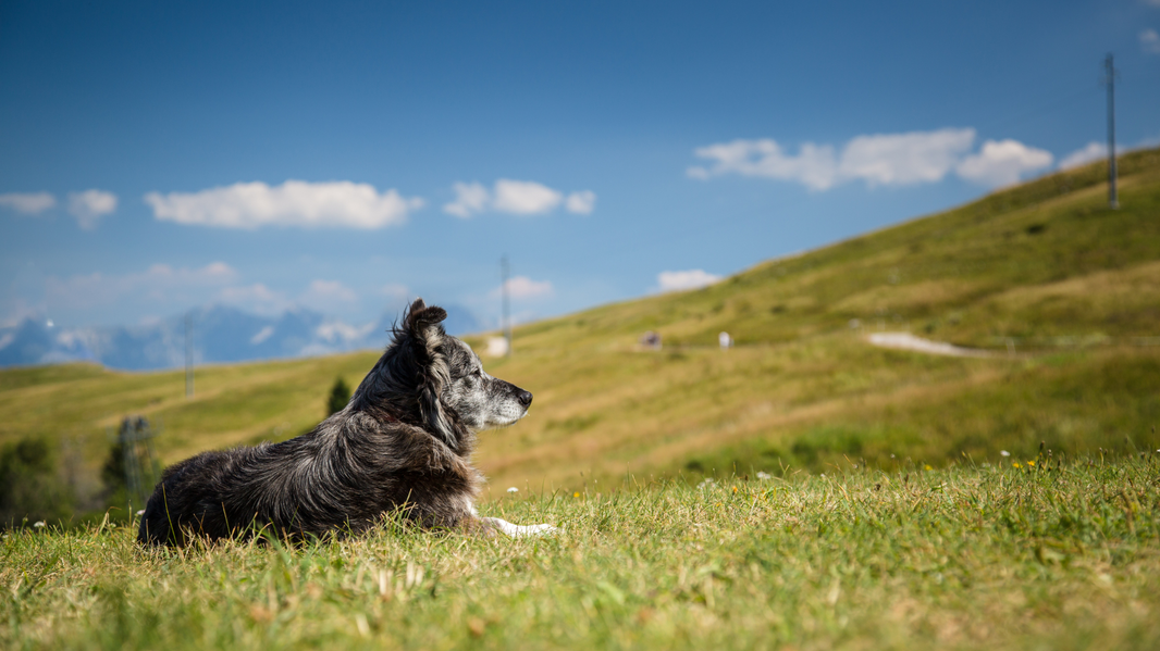 PawCo’s Environmental Claims: How We Measure Our Impact