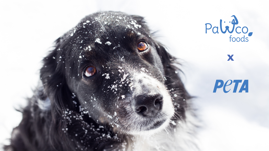 PawCo x PETA: Helping Cold Dogs Stay Warm This Winter