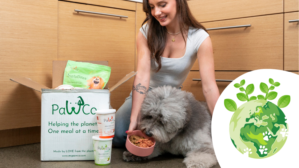 Sustainability with Every Box: PawCo’s Eco-Friendly Packaging