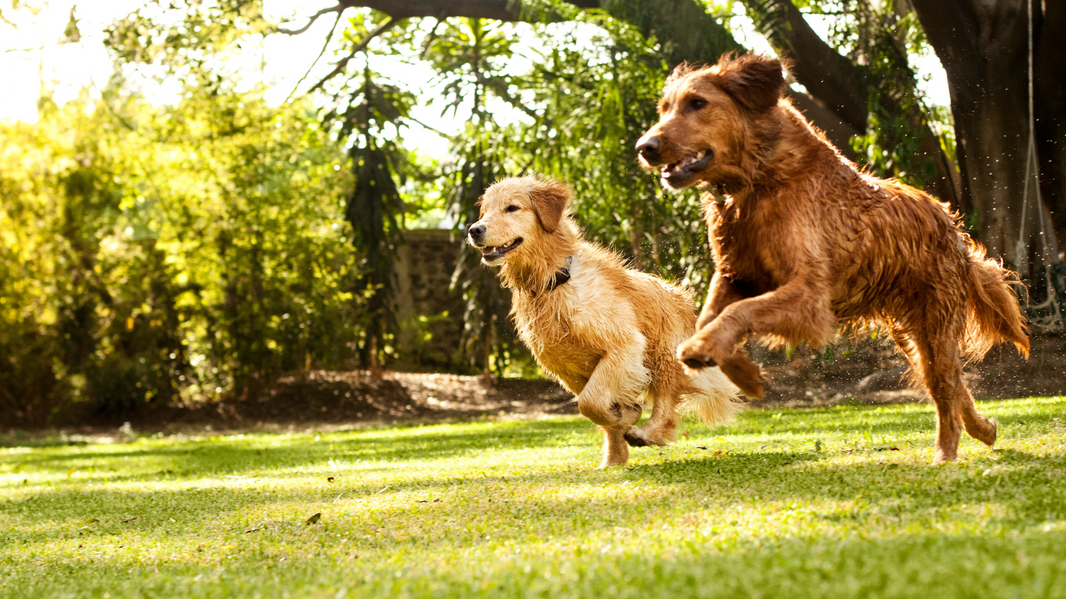 Could Dogs Going Vegan Help Save the Planet?