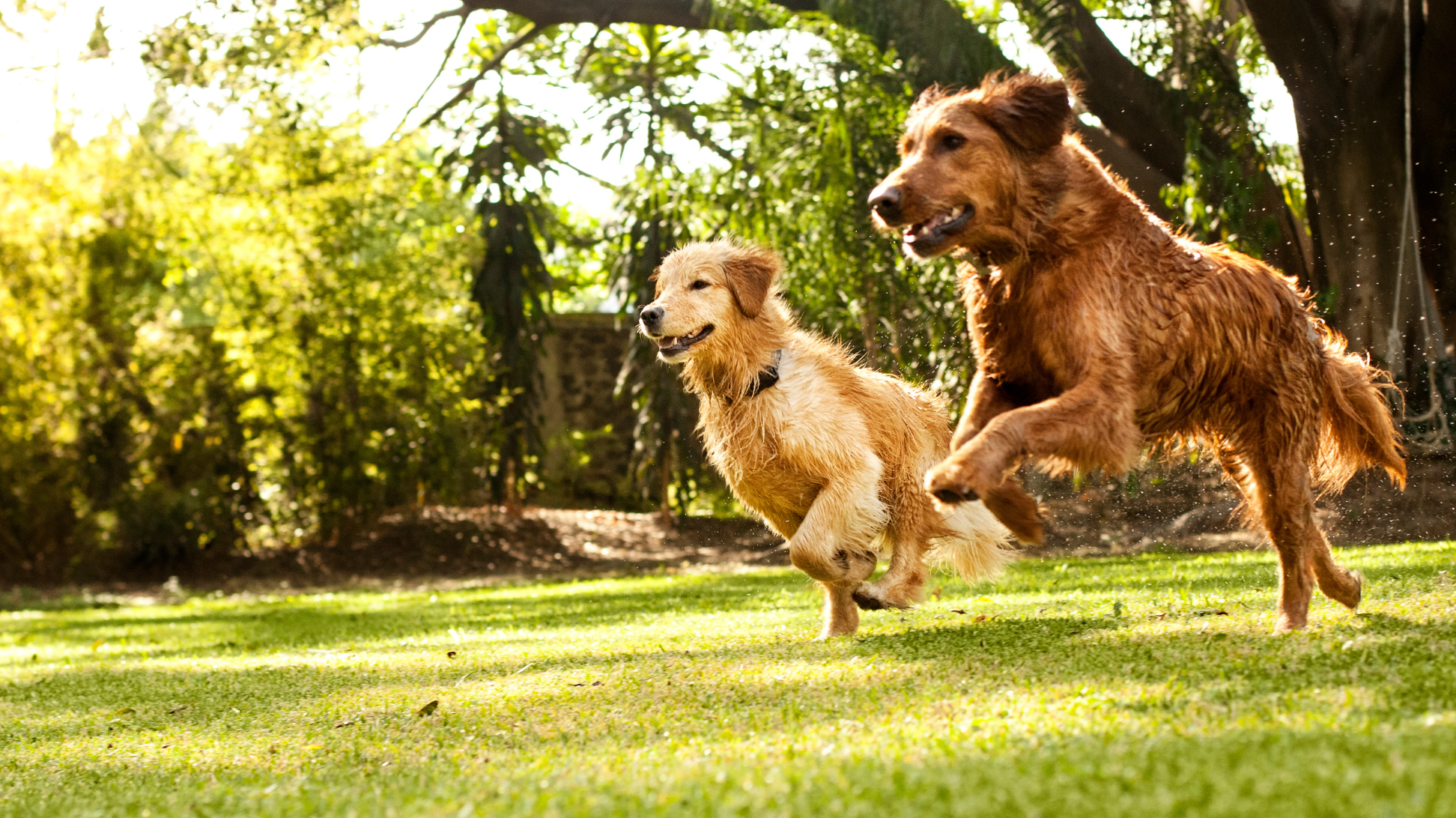 Could Dogs Going Vegan Help Save the Planet?