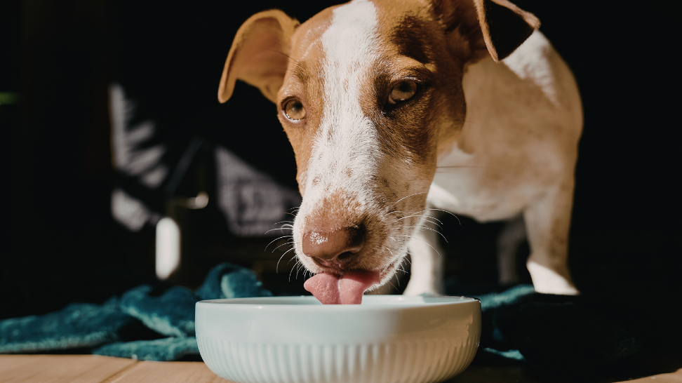 Top-Rated Fresh Dog Meals for Dogs With Food Sensitivities (2026 Guide)