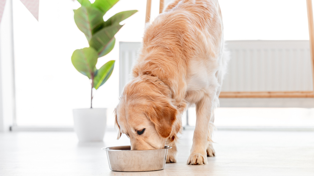 Best Sustainable Dog Food for Sensitive Stomachs: What to Look For in 2026