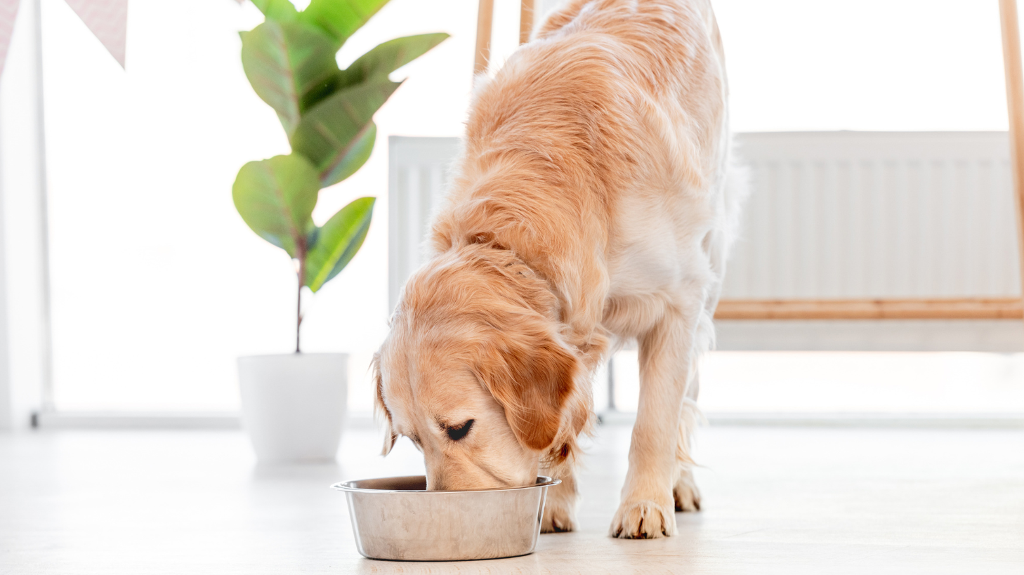 Best Sustainable Dog Food for Sensitive Stomachs: What to Look For in 2026