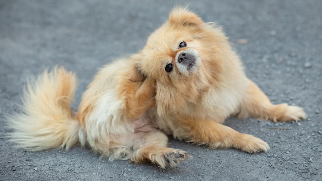 PawCo’s Best Functional Dog Treats for Skin & Coat Health