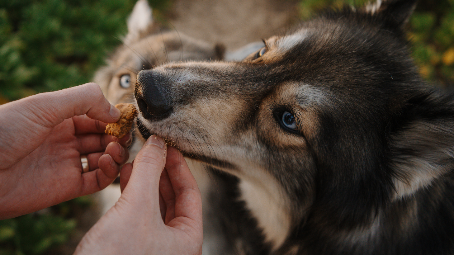 The Ultimate Guide to Functional Dog Treats: Benefits, Ingredients & Top Picks