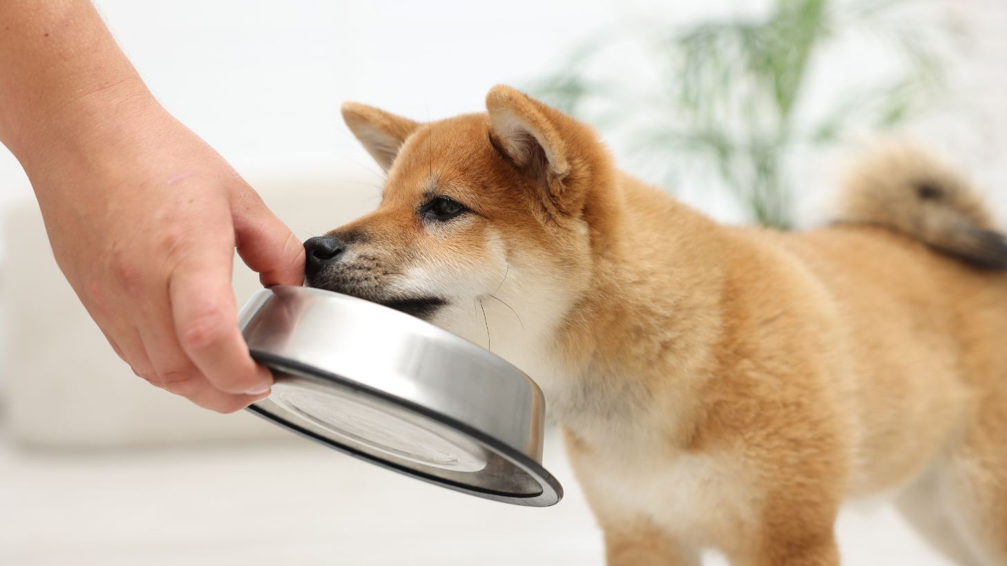 Best Fresh Dog Food Options for Picky Eaters: What Actually Works for Selective Dogs
