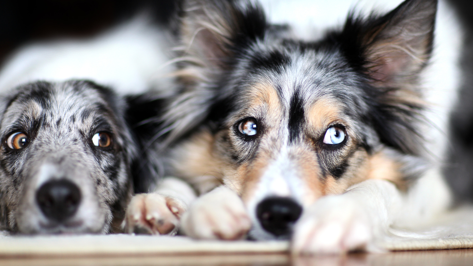 Border Collie Eye Health: How PawCo's Vegan Food Can Help