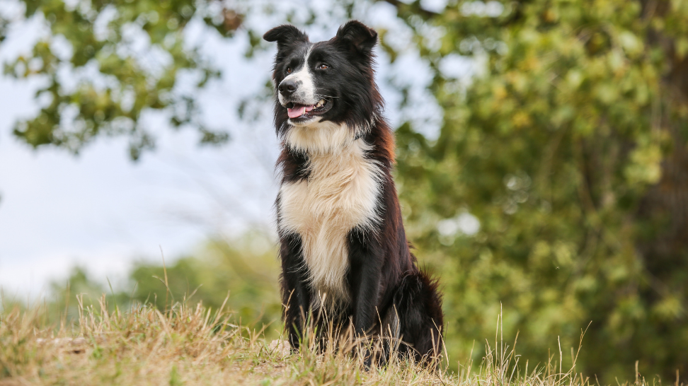 Managing Weight in Border Collies: Preventing Obesity with PawCo
