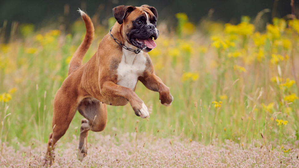 Boxers & PawCo: Promoting Healthy Weight Management