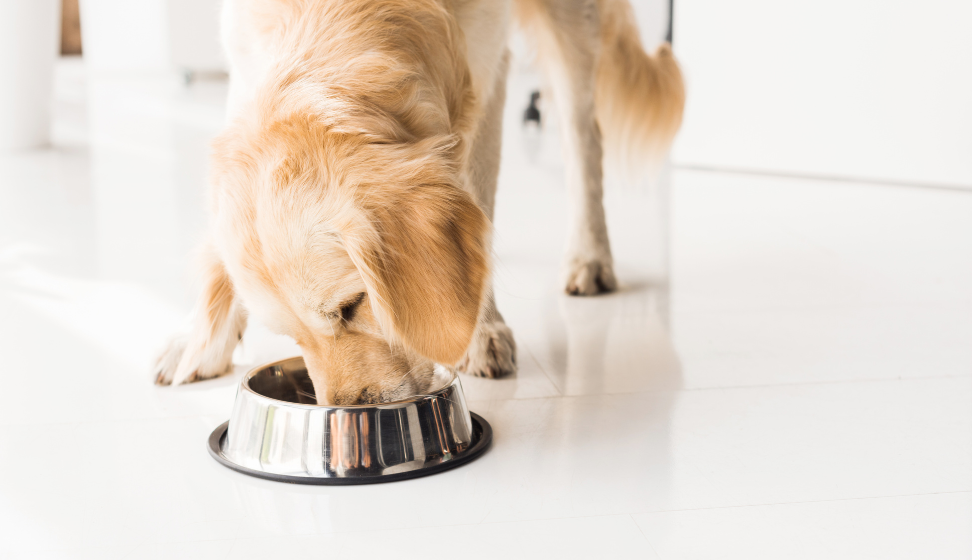 How to Ensure Your Vegan Dog Gets the Right Nutrients