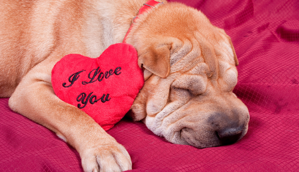 5 Perfect Valentine's Day Gift Ideas for Your Dog