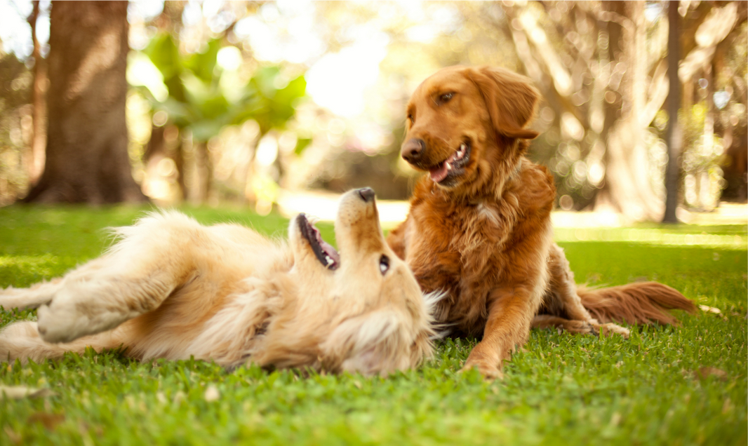 Is Plant Based Meat Better for the Environment?