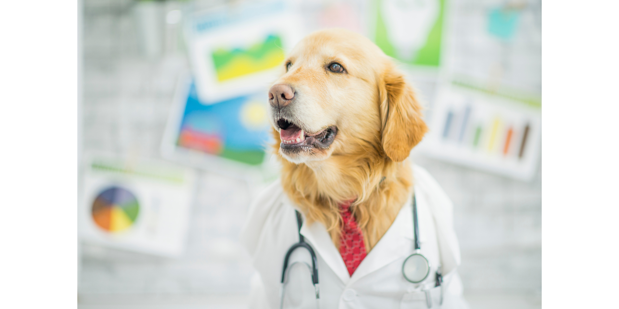 The Power of Probiotics and How They Can Affect Pet Health