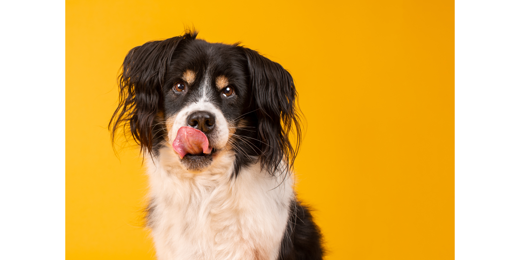 Let's Talk About the Taste And Palatability of Dog Food