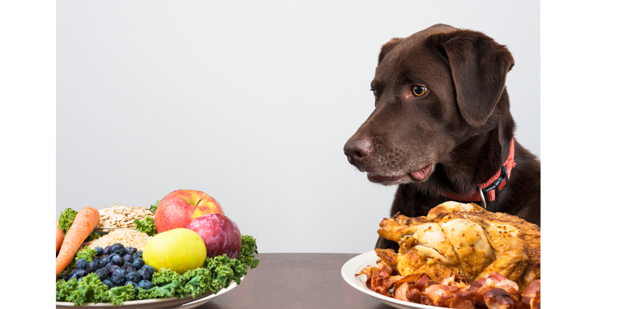 Vegan Dogs are on the Rise Across the Globe