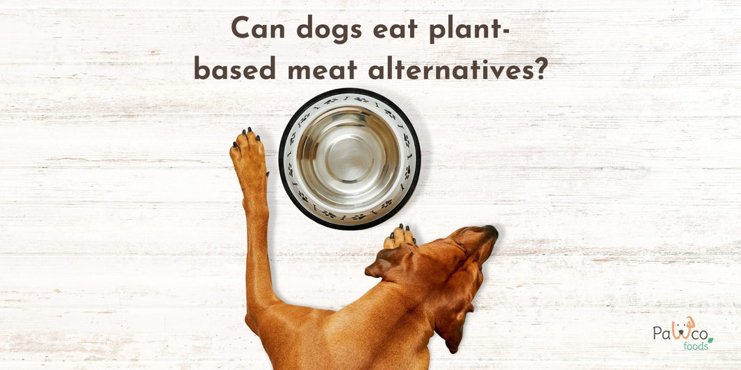 Can Dogs Eat Beyond Meat and Impossible Foods?