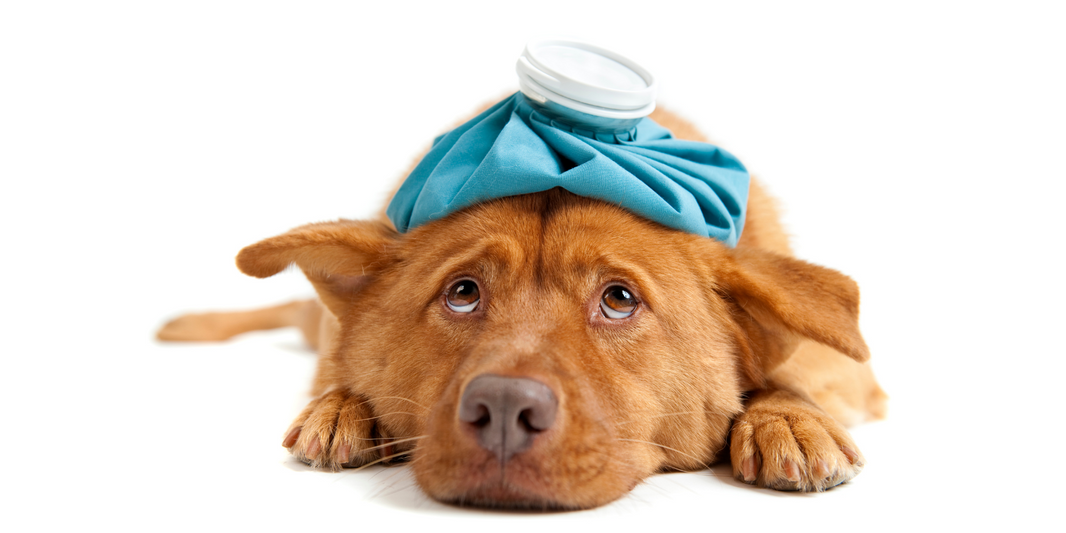 What to Feed a Dog with Allergies