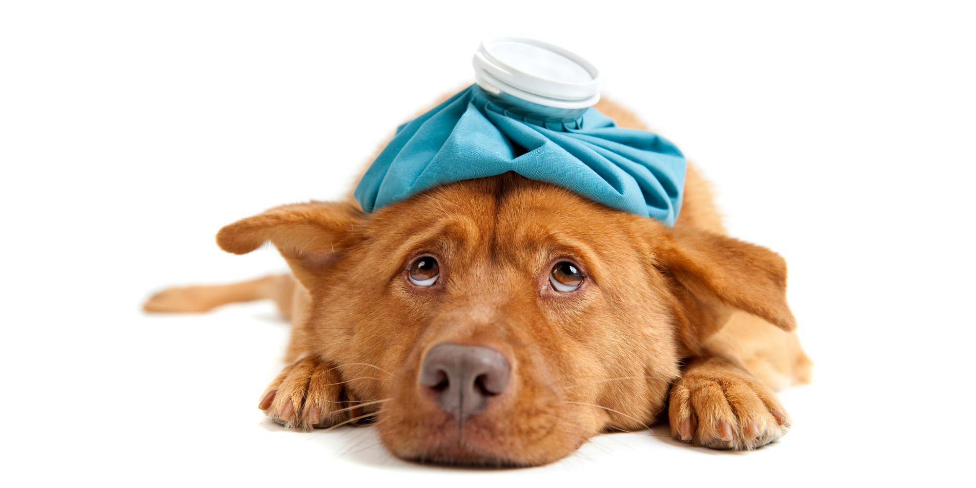 What to Feed a Dog with Allergies