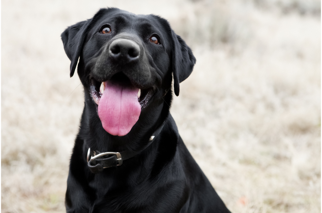 The Secrets to Helping Your Dog Live a Happy, Healthy Life