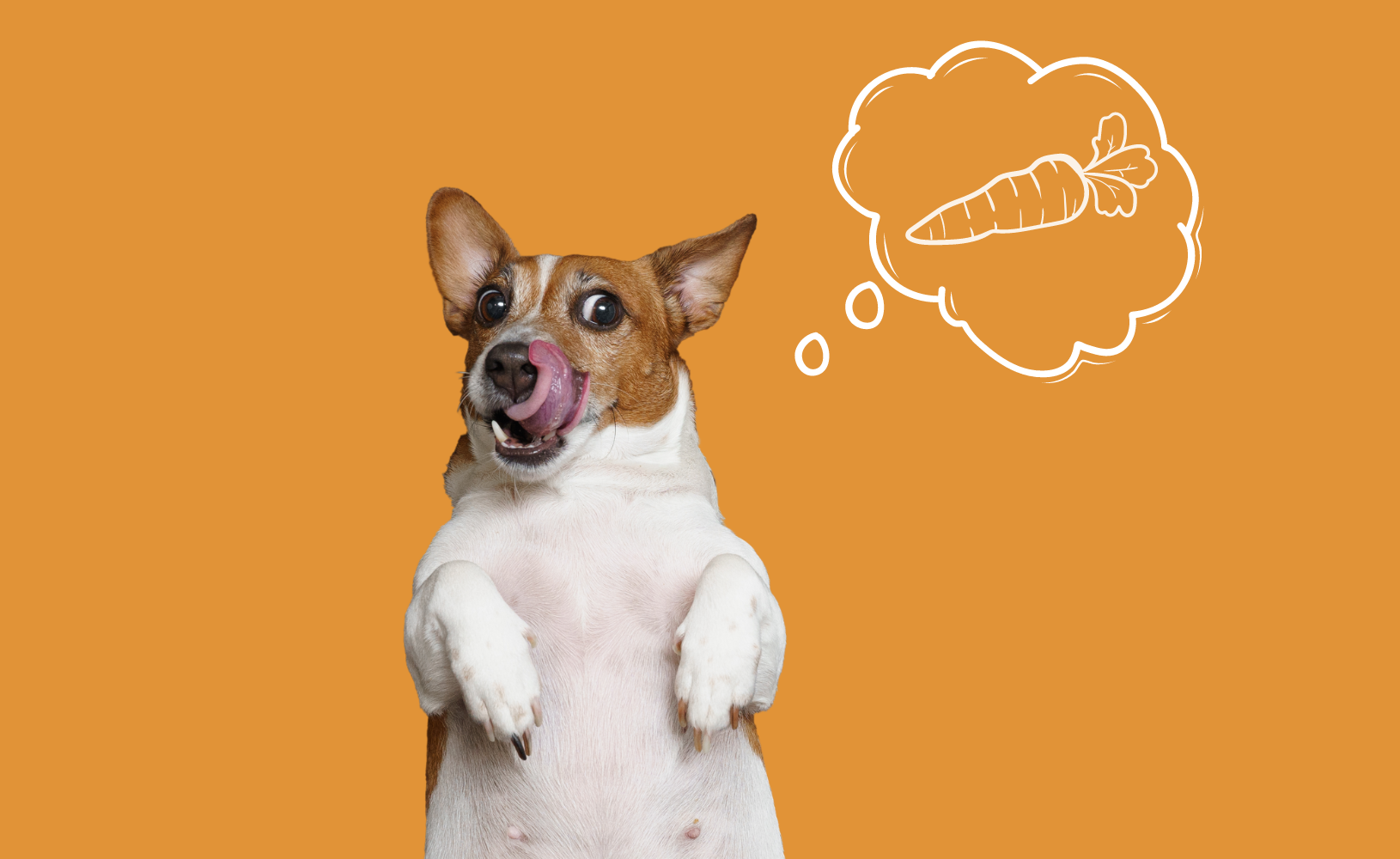 Why You Should Feed Your Dog a Vegan Diet