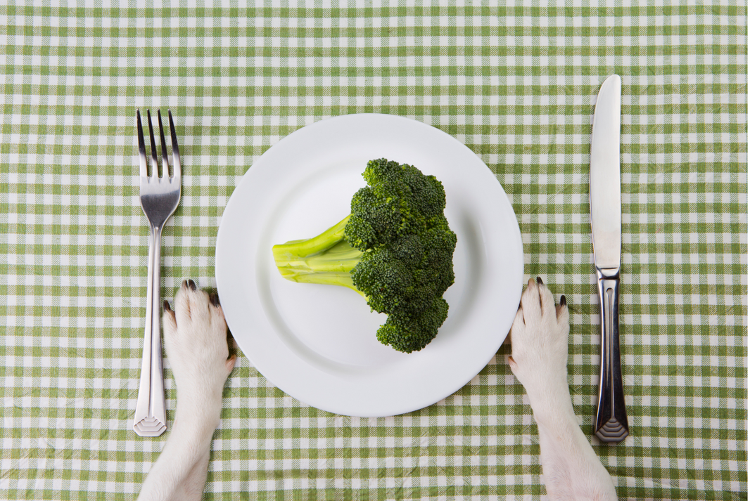 What Is the Best Plant-Based Meat Alternative for Dogs?