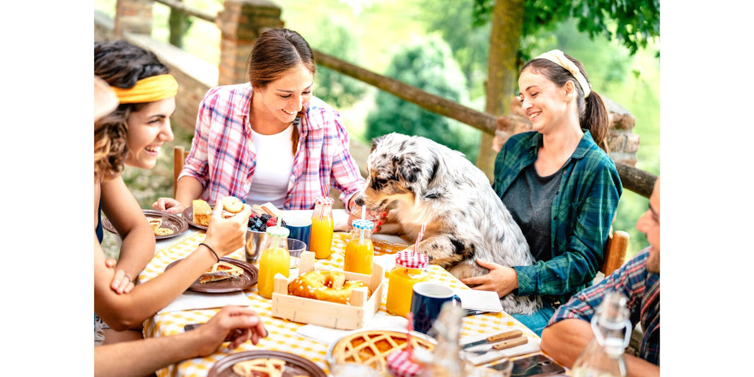 Involve Your Dog in This Year's Thanksgiving Festivities!