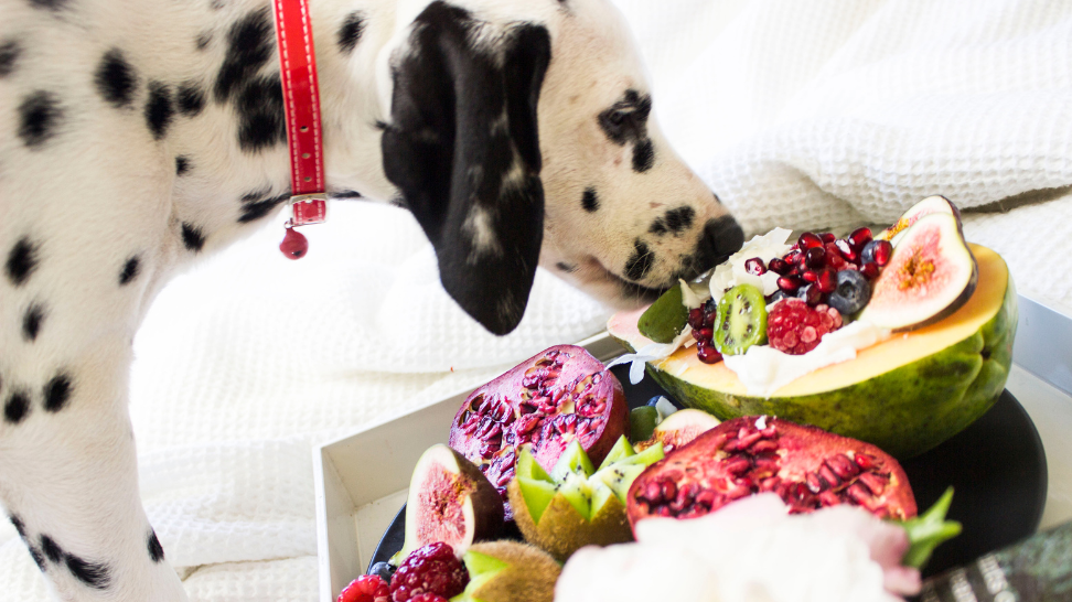 Can Dogs Really Be Healthy and Thrive on a Vegan Diet?