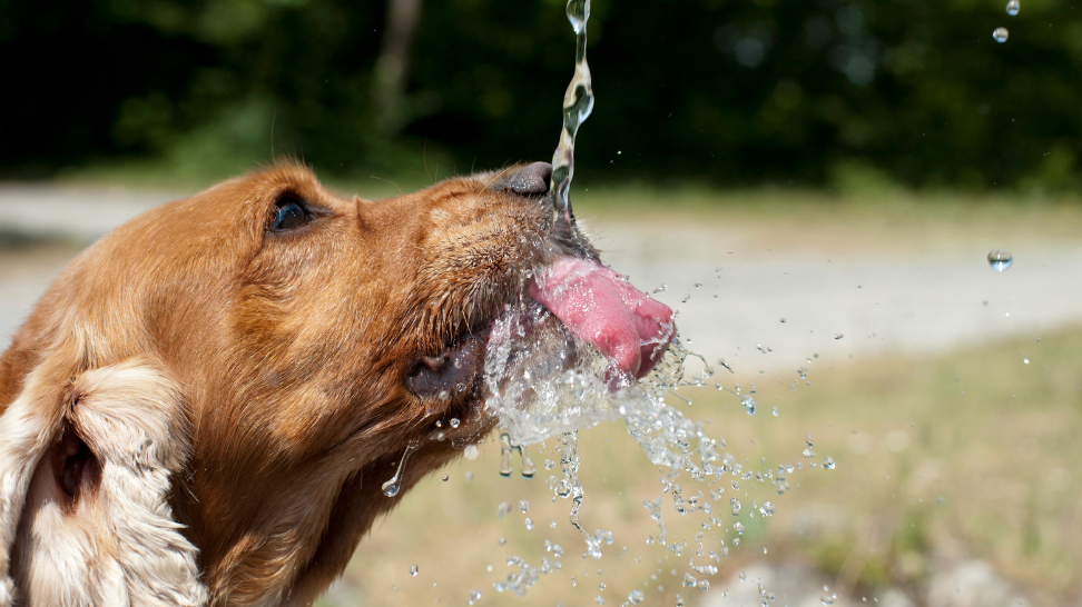 Reduce Your Pet's Water Footprint with Plant-Based Food