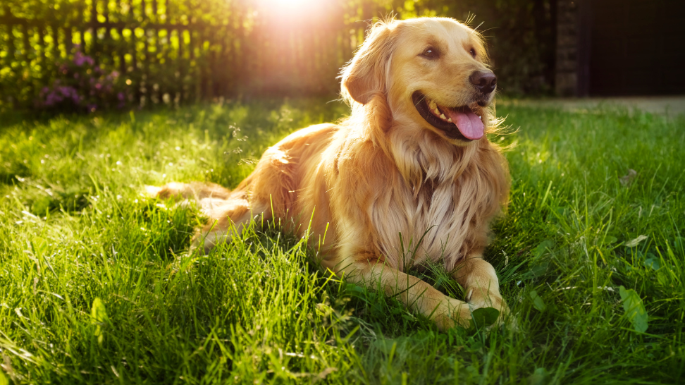 The Benefits of Vegan Food for Golden Retrievers