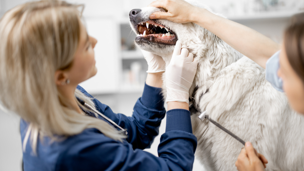 Vegan Dog Food: A Key to Better Dental Health