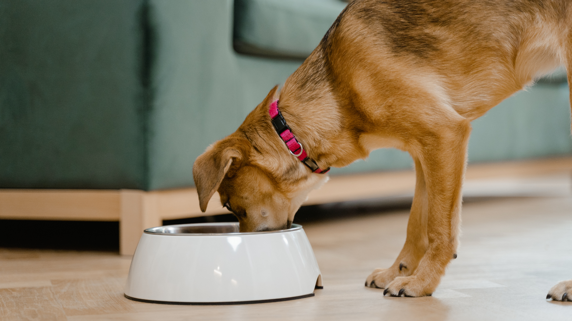 Diet and Cancer Risk in Dogs: Why Plant-Based is Better